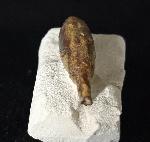 Stachel eines Tylocidaris baltica (SCHL�TER 1892) - Bild &copy; FossNet FossilienStore